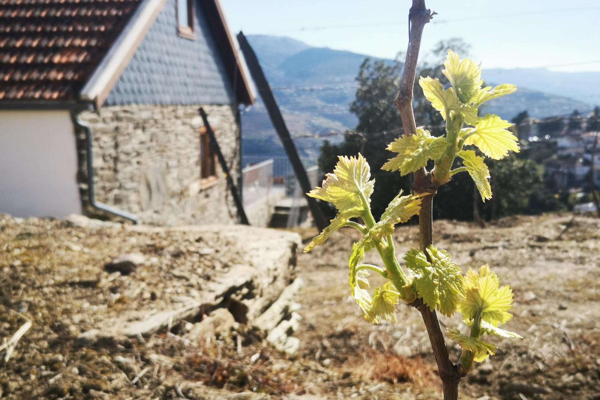 Sobreiro'S Villa In Douro Valley Mesão Frio Exteriér fotografie
